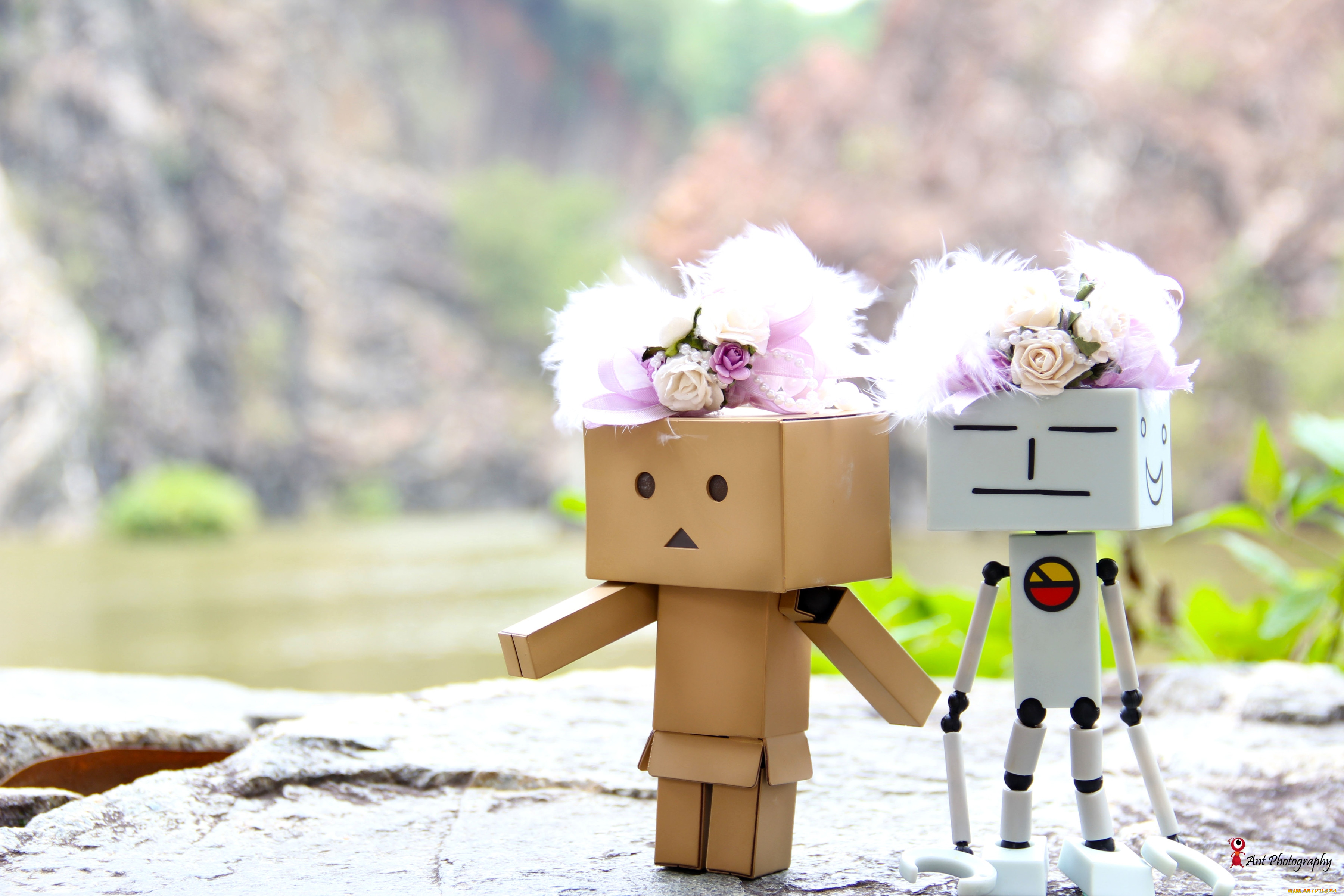 , , danboard, 